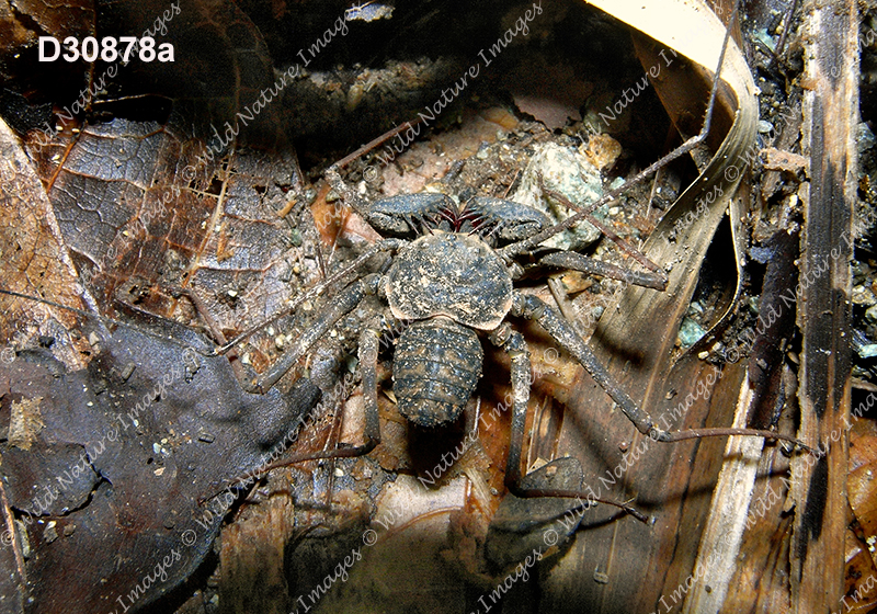 Phrynus pulchripes (Phrynidae, Amblypygi)